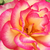 Roz - alb - Trandafiri târâtori și cățărători, Climber - Harlekin®